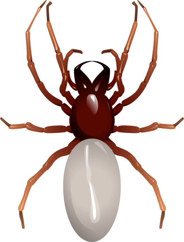 7 Poisonous Spiders in Minnesota Rove Pest Control