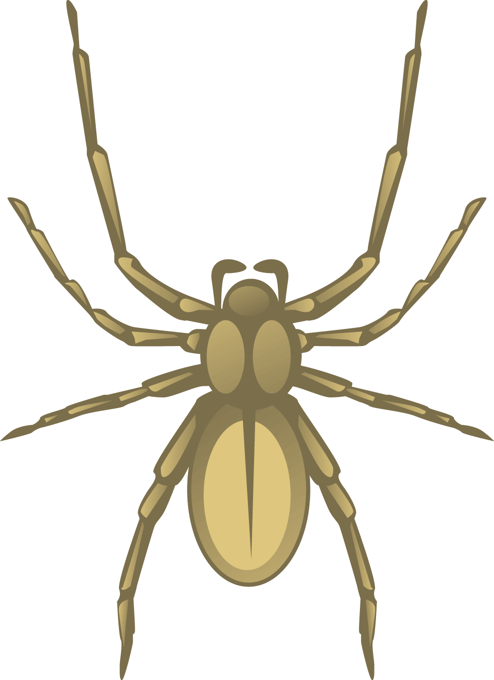 7 Poisonous Spiders in Minnesota Rove Pest Control