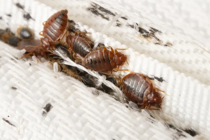 Close-up of several bed bugs on a white mattress seam, with black fecal spots and eggs visible.