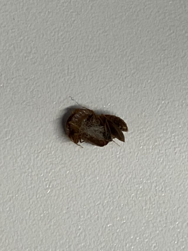 What Do Bed Bugs Do In The Cold? Rove Pest Control