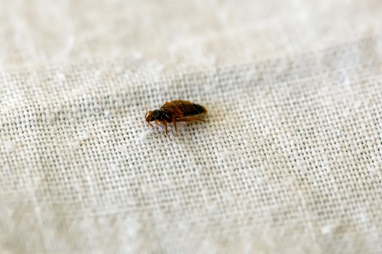 A single bed bug crawls along a white sheet.