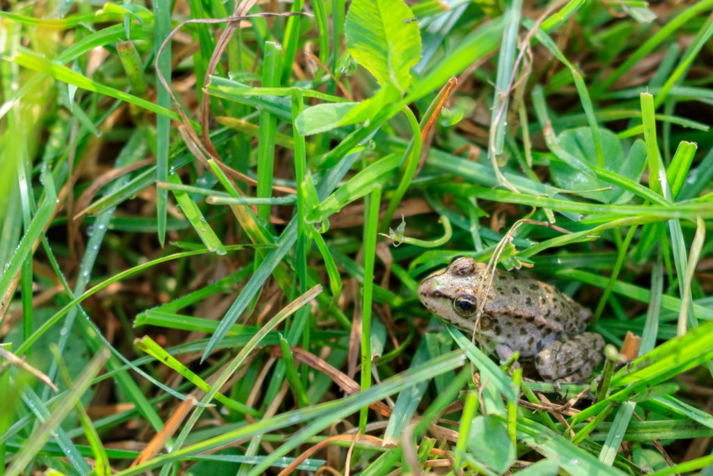 How to Get Rid of Frogs Around Your Home Rove Pest Control