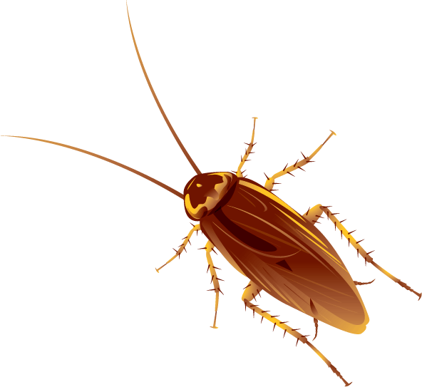 Massachusetts Cockroach Control - Rove Pest Control
