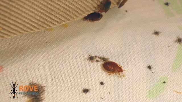 What you need to know about bed bugs