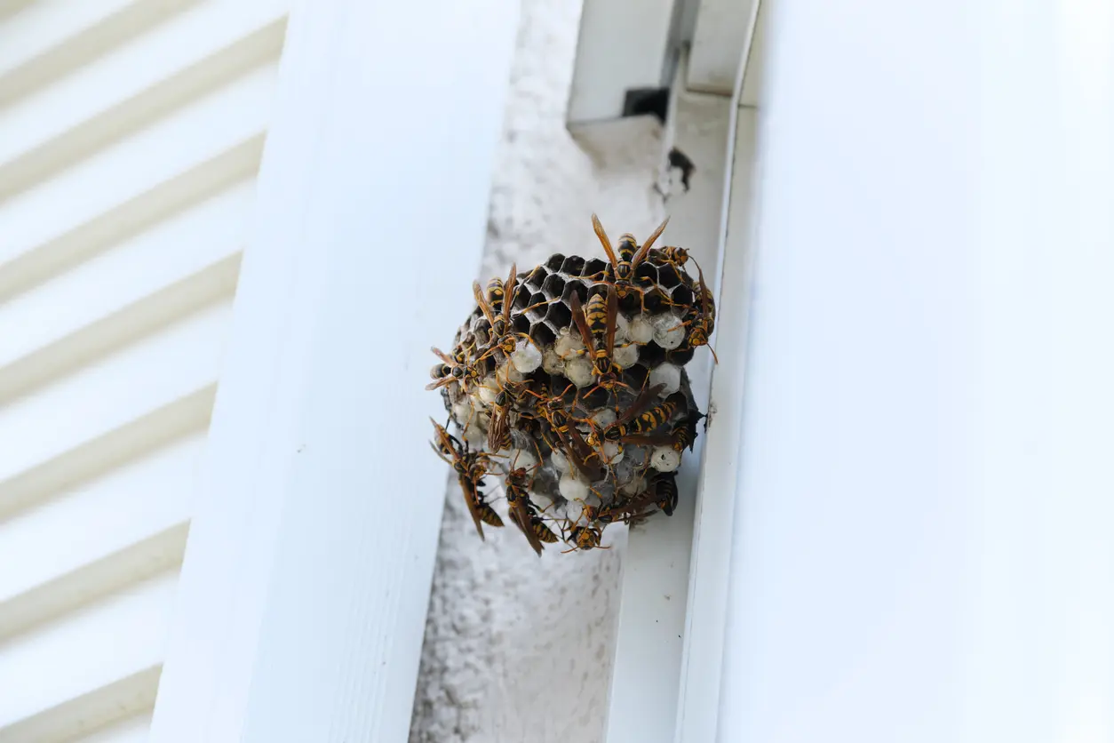 A wasp nest sits on the outside corner of a house.