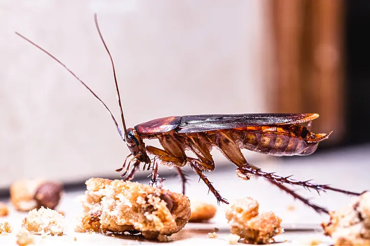 do roaches eat tobacco Intriguing Questions about Cockroaches What Do Cockroaches Eat? -