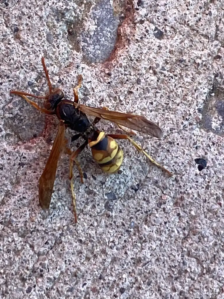 Wasp sitting on stone