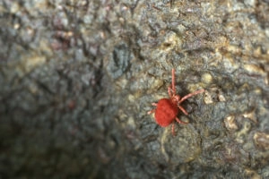 red ants