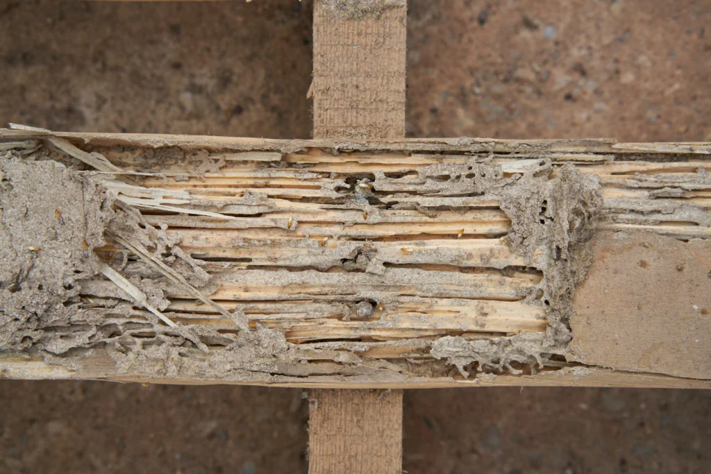 termite infestation on wood