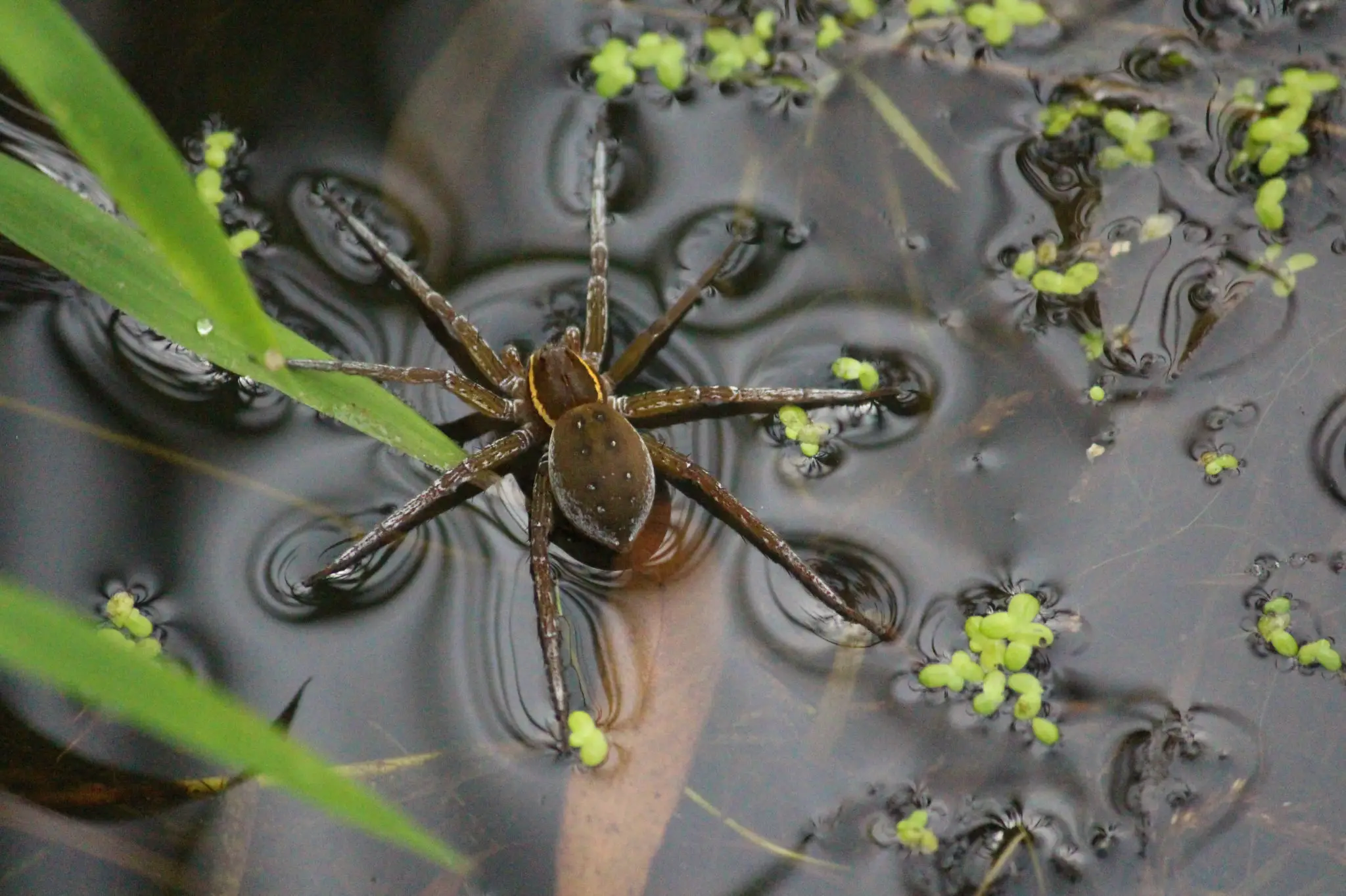 Spider on water