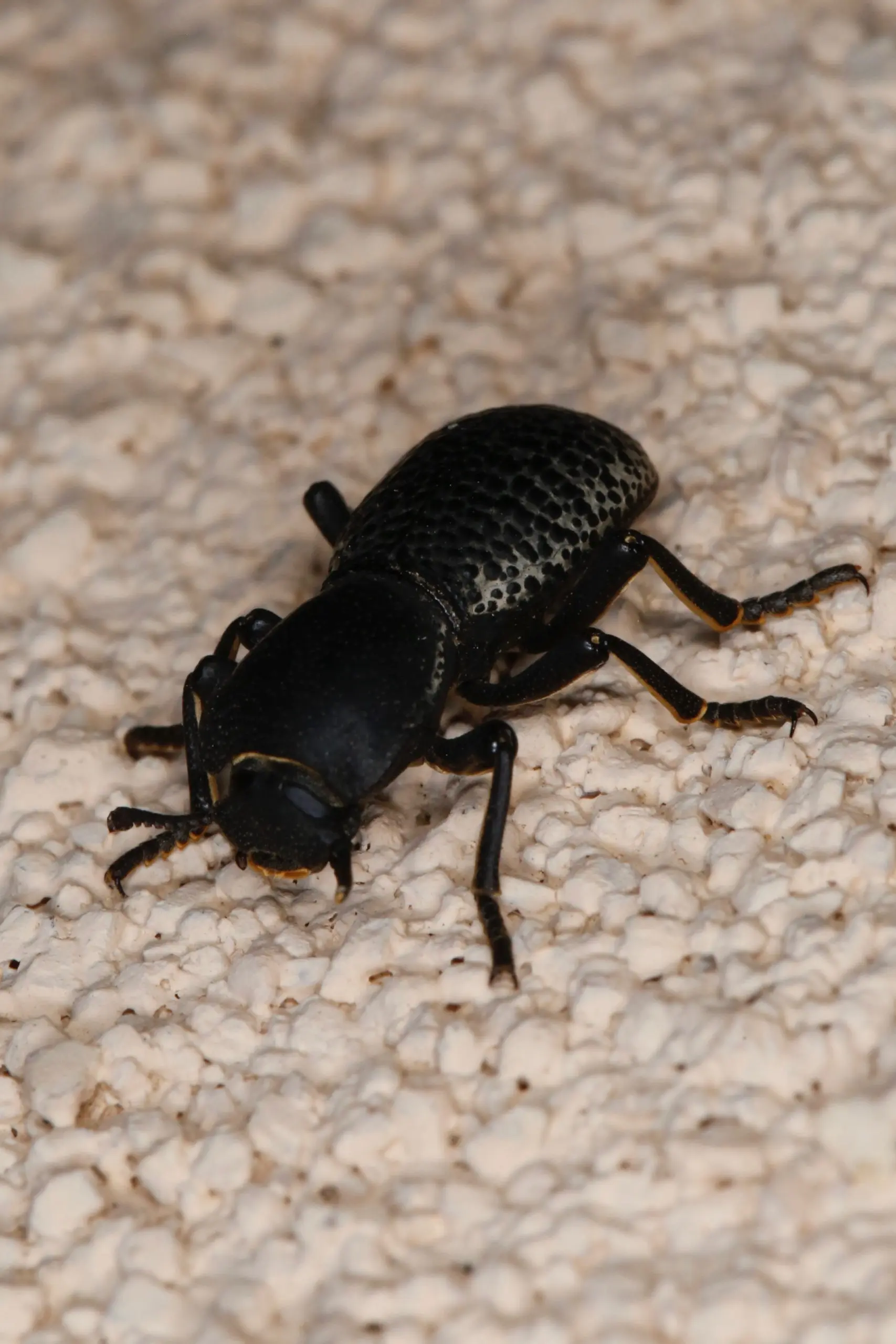 Diabolical ironclad beetle