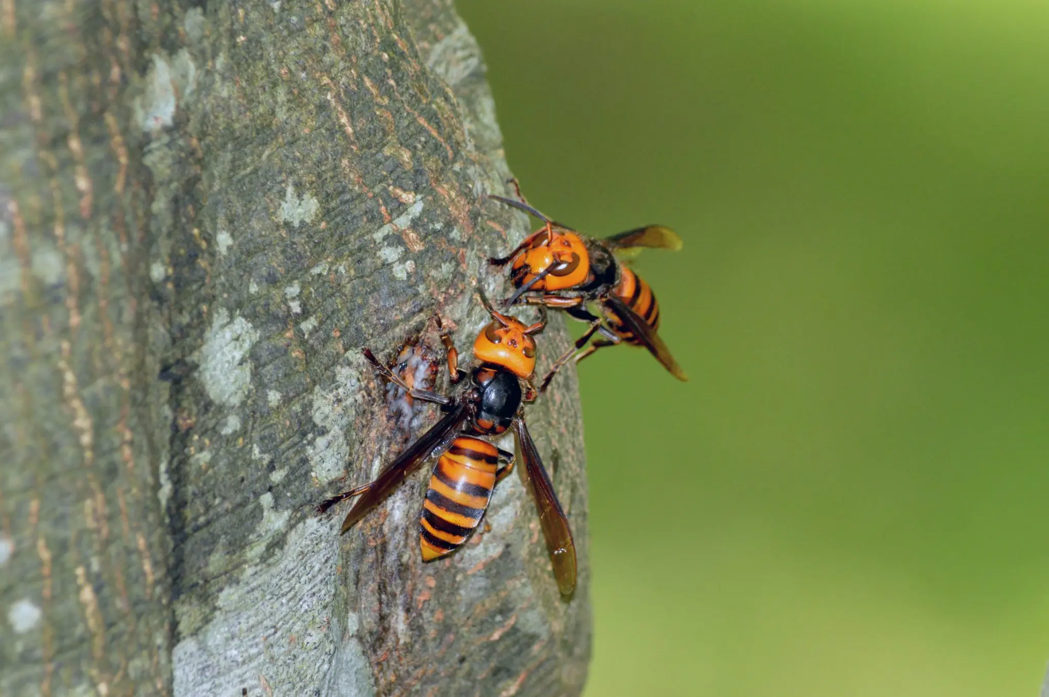 Two Hornets on a Tree