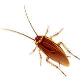 Cockroaches