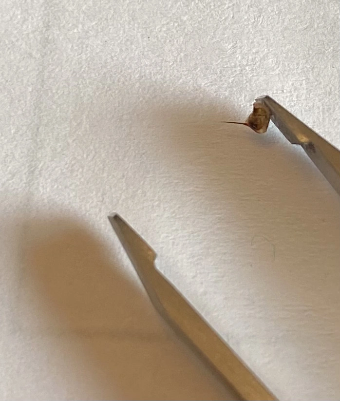 Close up of a stinger in tweezers