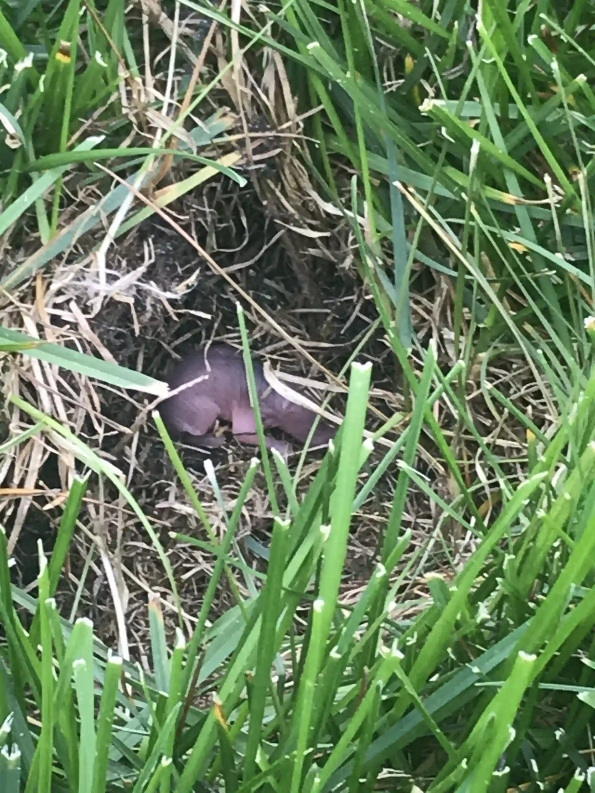 Vole in a nest of grass
