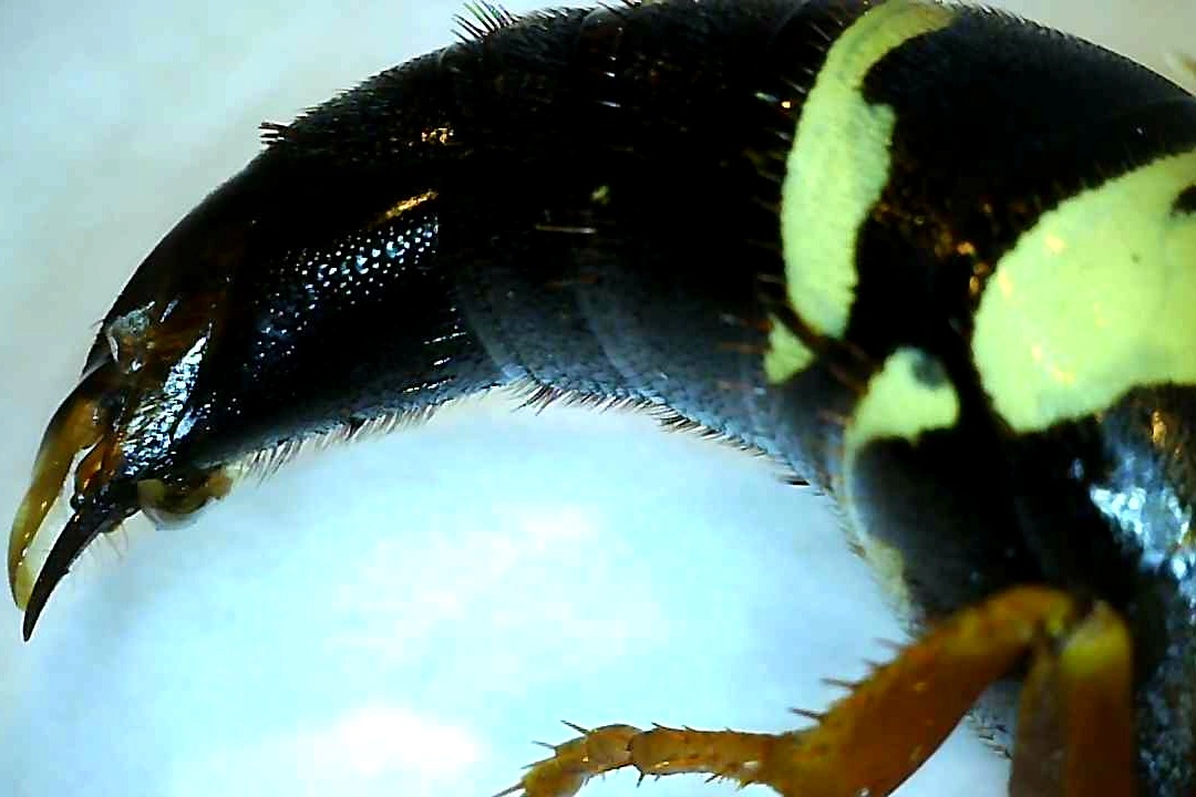 Close up of stinger on pest