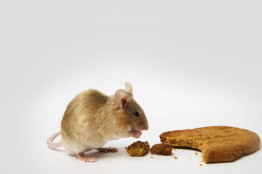 Mouse eating a cookie