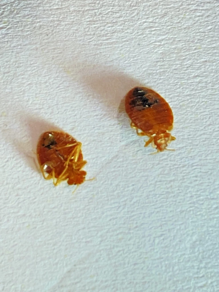 Two bed bugs on a white background