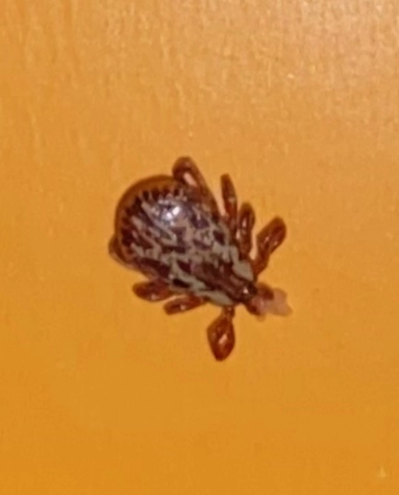 Close up tick on orange background