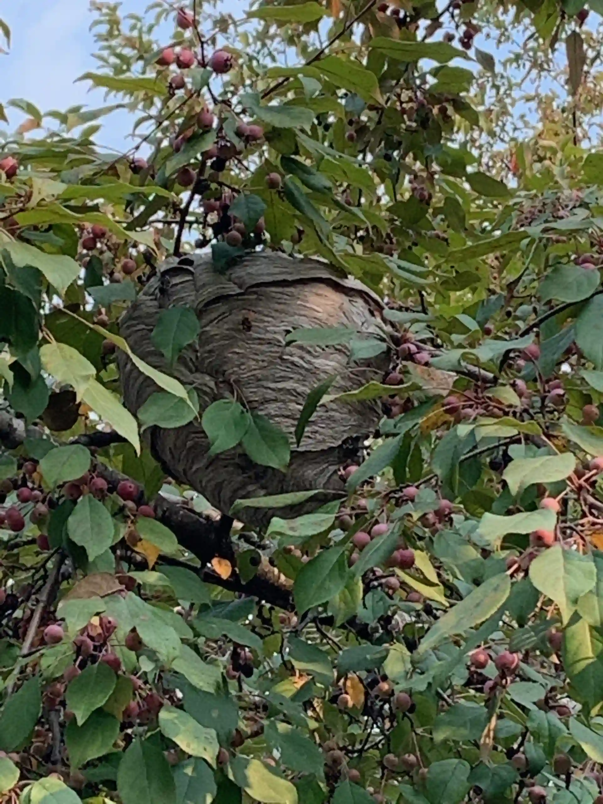 Wasp nest in tree 