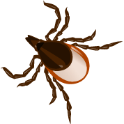Ticks