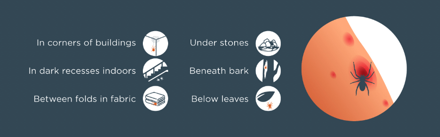 Graphic of where spiders are or can hide