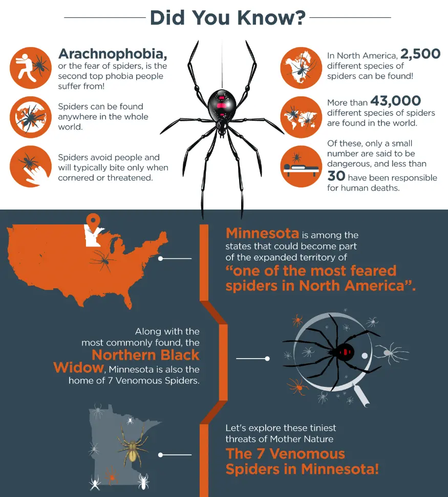 infographic about arachnophobia  