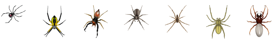 image of different spider types 