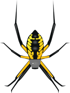 Black and Yellow Garden Spider 