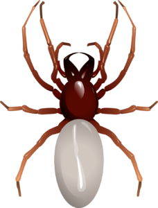 Woodlouse Hunter Spider 