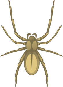 Yellow Sac Spider