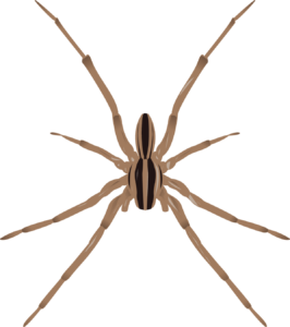 Nursery Web  Spider 