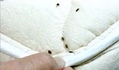 Bed Bugs on Sheets