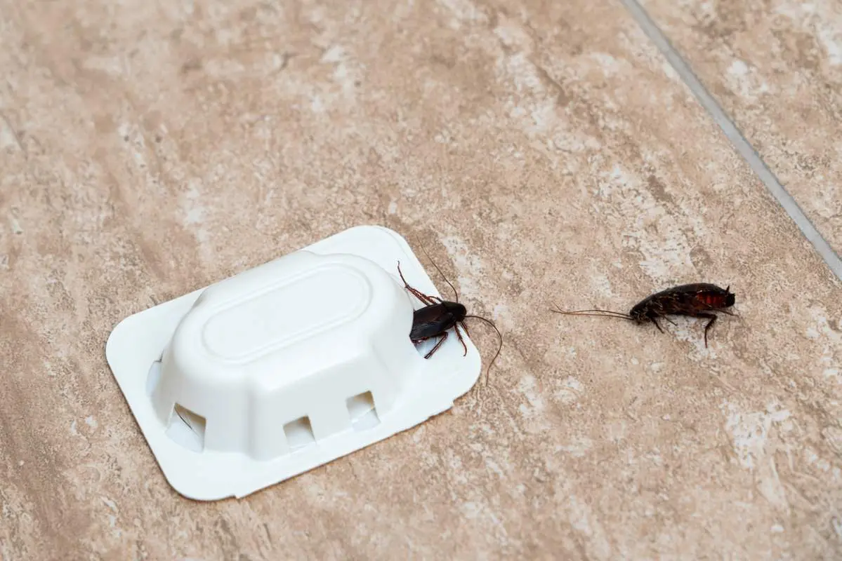 A close-up view of a cockroach near a pest control trap on a tiled floor