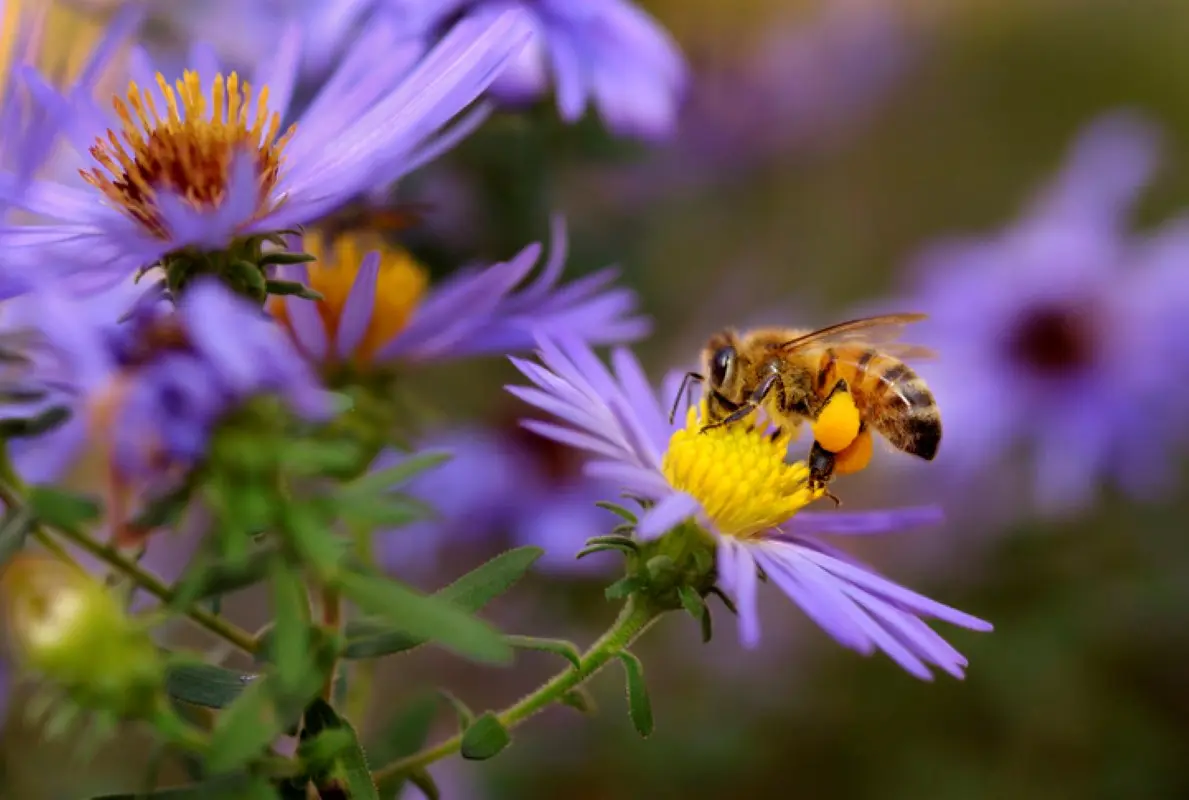 Honey bee pollinating an aster flower. 