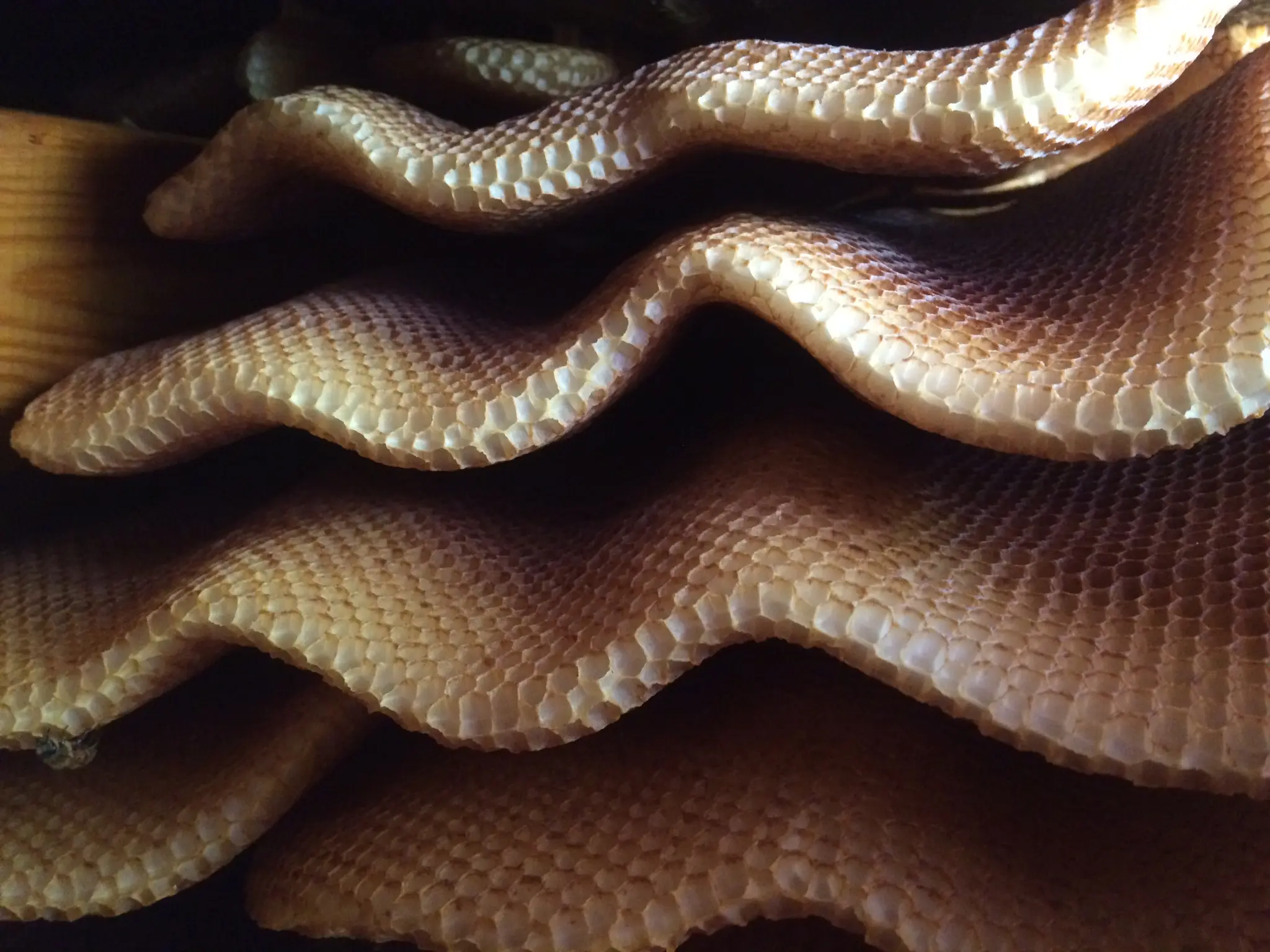 The image shows a close-up of honeycomb cells, likely from a beehive. The cells are made of wax and are hexagonal in shape, with some appearing empty while others contain a dark substance, possibly honey or brood. The cells are stacked together, forming a complex network of hexagons.