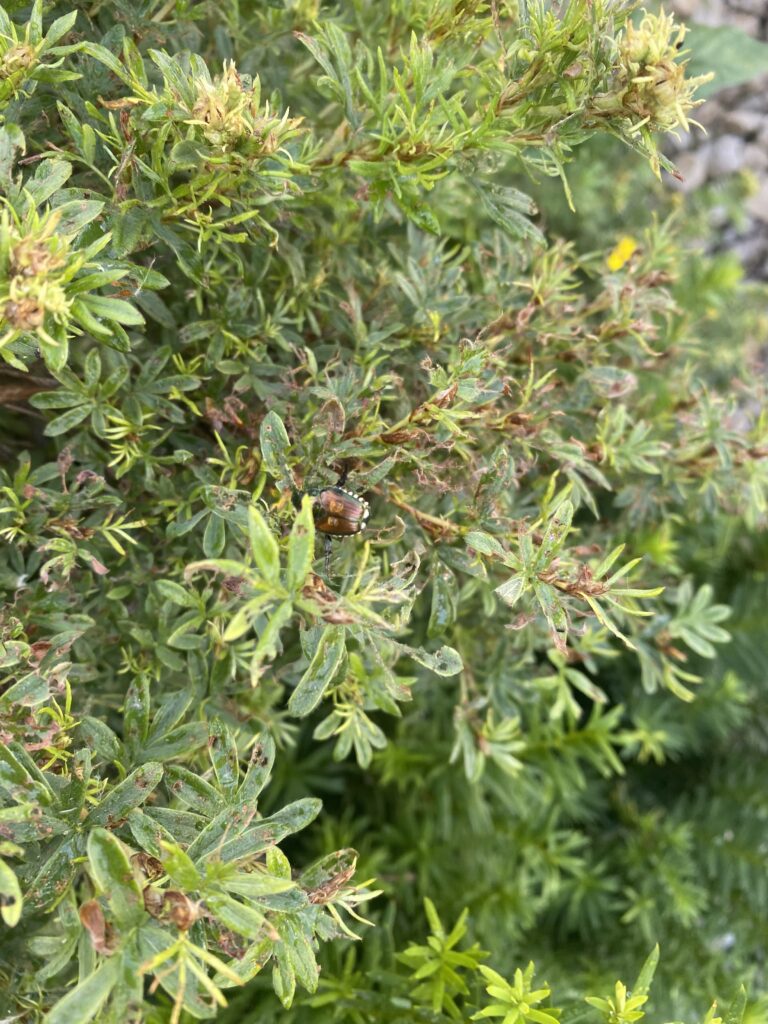 he image depicts a Japanese Beetle nestled among the leaves of a bush, showcasing its distinctive brown and gold coloring. The beetle's presence is subtly highlighted against the lush green foliage, with the bush's small, narrow leaves and reddish-brown spots adding texture to the scene.
