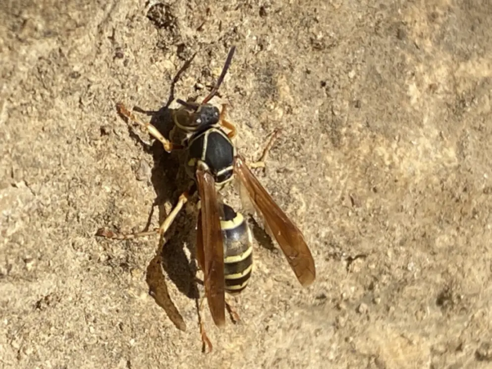 The image depicts a wasp standing on a rock, showcasing its distinctive black and yellow stripes. Its brown wings are folded upwards, and its antennae are visible. The wasp's shadow is cast on the rock, which has a rough texture and light brown color with darker speckles.