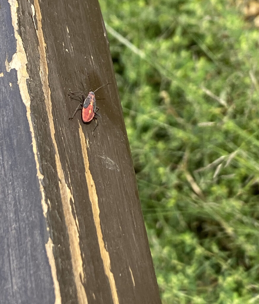 A close-up shot shows a small insect, likely a boxelder bug nymph, clinging to the side of a weathered, dark brown wooden surface with lighter brown streaks. The nymph has a vibrant red abdomen with black markings, a black thorax, black legs, and antennae. Its head is also black. The background is blurred, suggesting a shallow depth of field, but reveals green vegetation, possibly grass, indicating an outdoor setting. The lighting appears to be natural daylight.