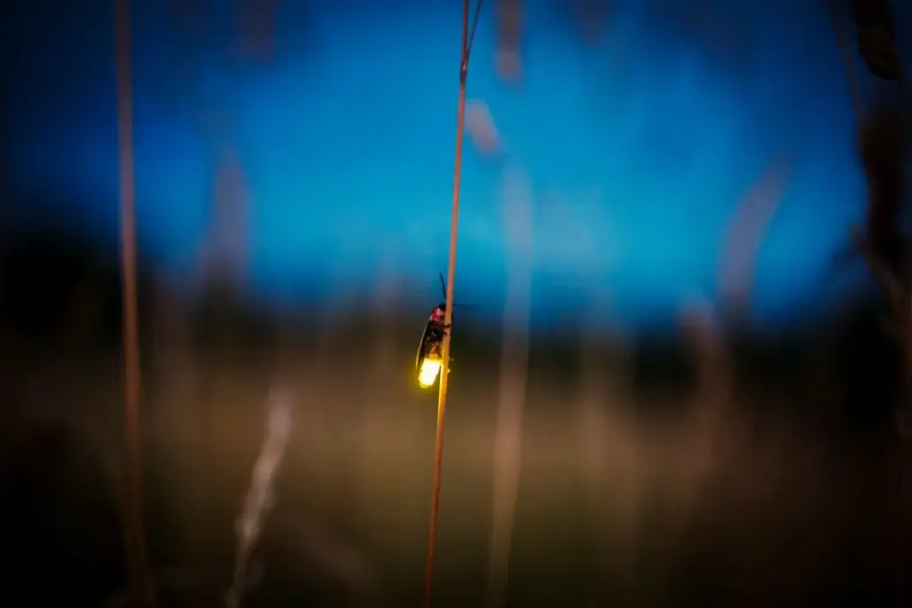 Understanding the Mystical Glow of Fireflies