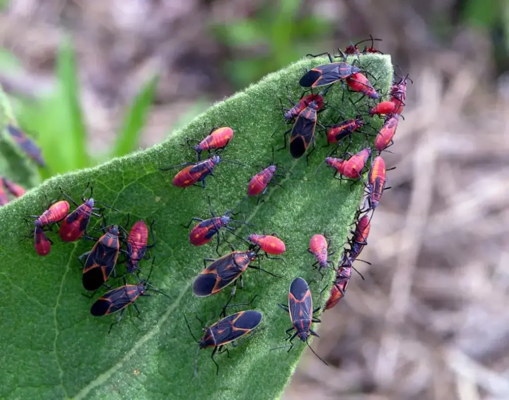 How to Get Rid of Box Elder Bugs