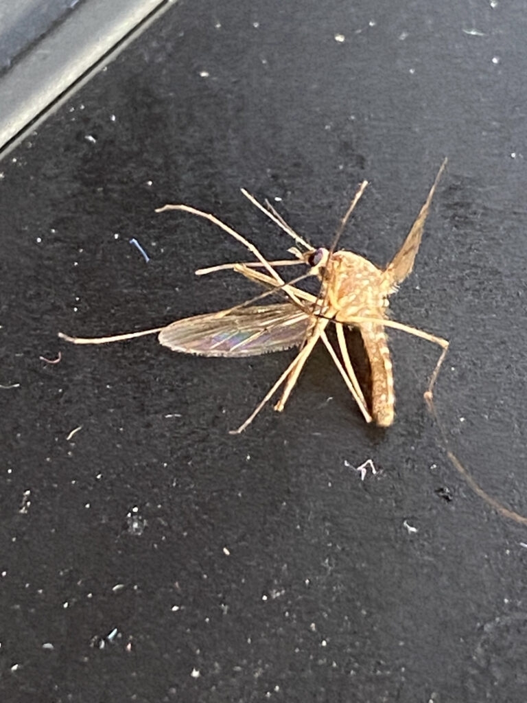 A very close-up, high-angle shot shows a large, light brown mosquito resting on a dark, slightly textured surface, possibly a car dashboard or table. The mosquito's body, legs, and delicate, transparent wings are clearly visible, with some debris or dust scattered around it.