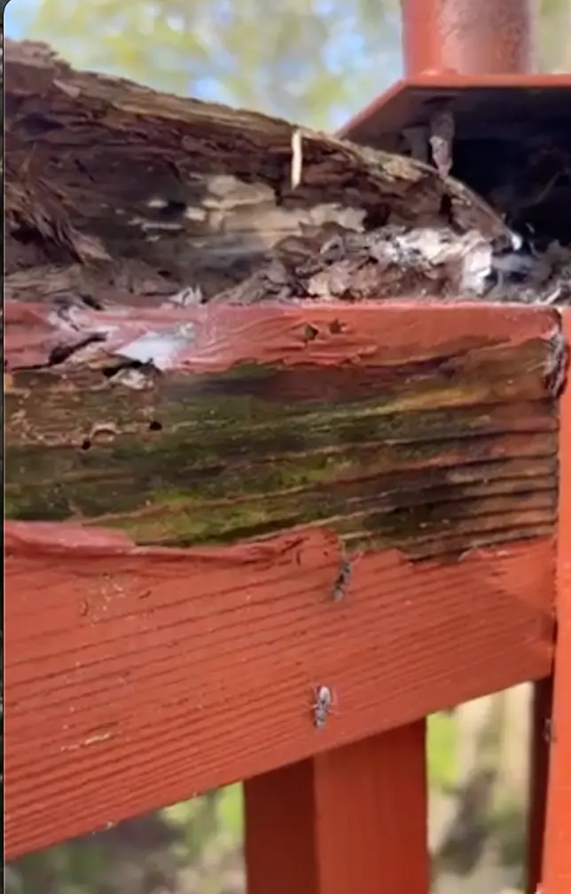 A severely damaged and decaying wooden beam or structure, likely outdoors, is shown in close-up. The top portion is splintered and crumbling, exposing light-colored, deteriorated wood. Below this, the wood appears darker and is heavily stained with green and black discoloration, suggesting mold or algae growth and significant moisture damage. Several small, dark ants are visible crawling on the surface of the reddish-brown wood beam below the damaged section. The background is blurred, showing hints of green foliage.