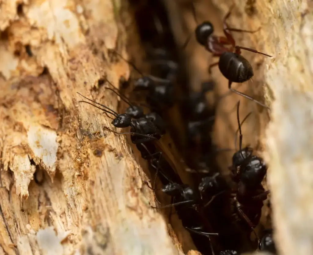 Carpenter Ants in Minnesota: How to Identify, Prevent, and Treat Infestations