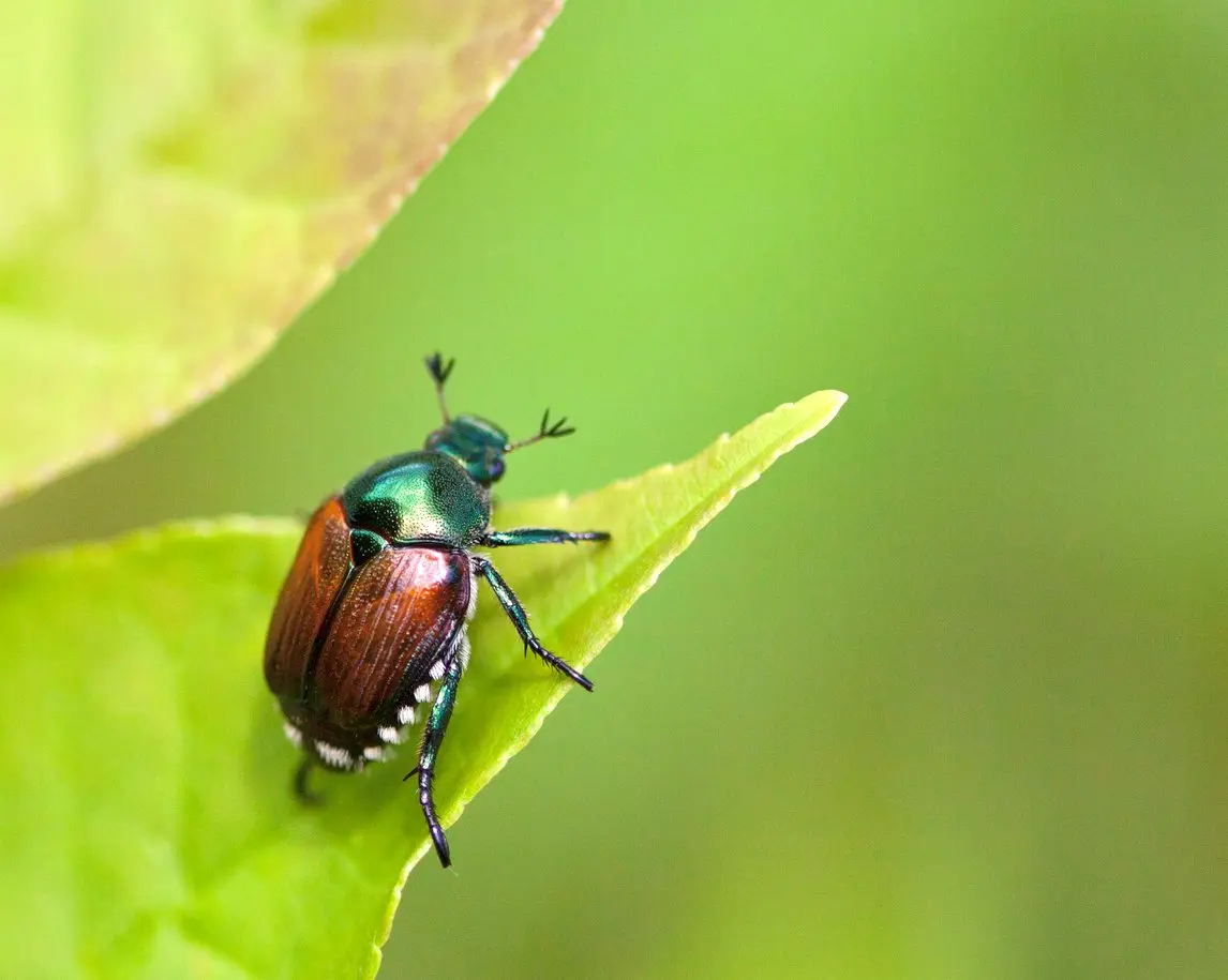 japanese-beetle