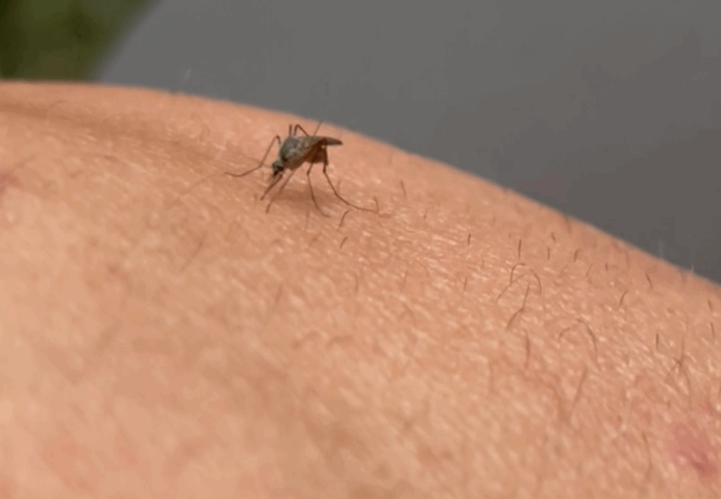 A close-up shot captures a mosquito with dark, slender legs and a noticeable proboscis (feeding tube) embedded in light-colored human skin. Tiny hairs are visible on the skin's surface, and the area around where the mosquito is feeding appears slightly raised or irritated, suggesting a bite is in progress. The background is blurred and dark, keeping the focus on the mosquito and the skin.