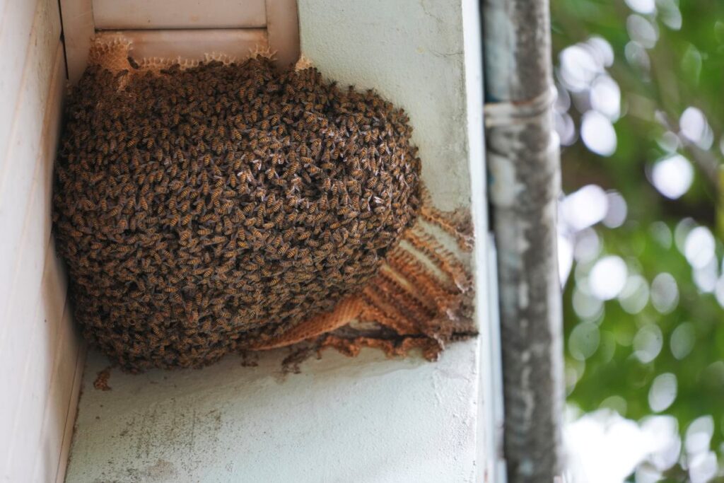 Best Bee Control Tips for Your Home