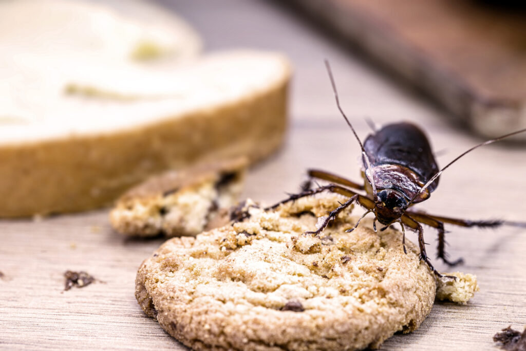 What Are Cockroaches Attracted To? Common Mistakes To Avoid