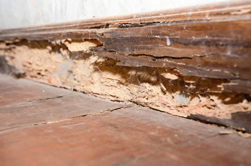 Termite Damage vs. Water Damage: How To Tell the Difference